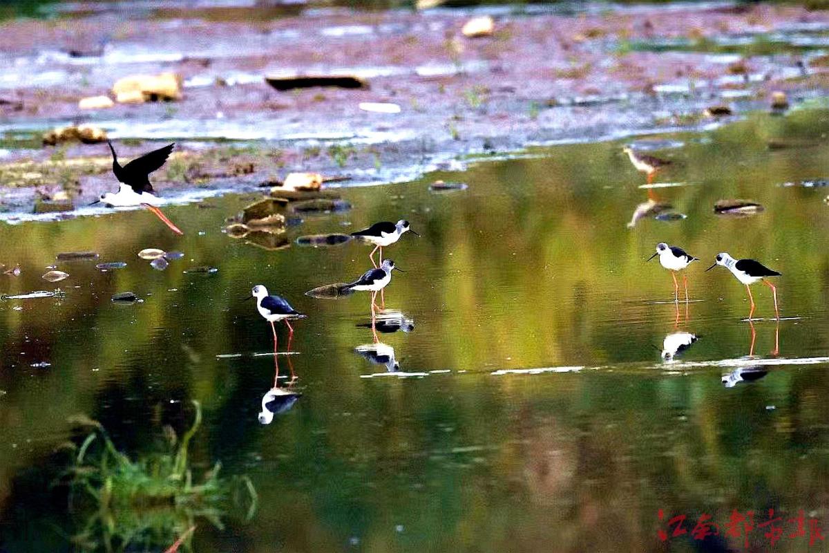 鳥界“名?！薄八掀鹞琛?>
<h3>鳥界“名?！薄八掀鹞琛?/h3>
</a>
</li>
<li>
<a href=